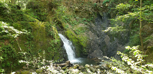 Uvas Canyon County Park image