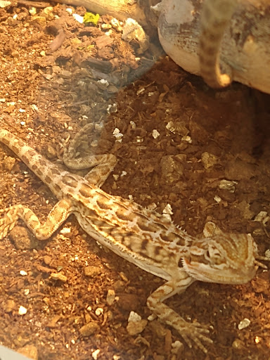 Pet Store «Fins Feathers Paws Claws», reviews and photos, 201 Station Rd, Quakertown, PA 18951, USA