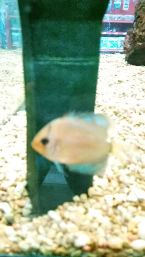 Pet Supply Store «Petco Animal Supplies», reviews and photos, 4755 U.S. 9, Howell, NJ 07731, USA