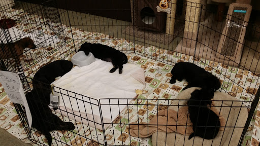 Pet Supply Store «Petco Animal Supplies», reviews and photos, 1215-1309 NJ-33 #1, Hamilton Township, NJ 08690, USA