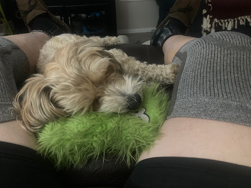 Midland Prairie Veterinary Services image