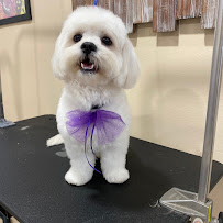 CF Pet Supplies - Photo 9 - Car repair in Spring, TX, The Woodlands