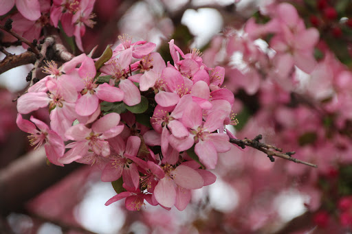 Public Golf Course «Wellshire Golf Course», reviews and photos, 3333 S Colorado Blvd, Denver, CO 80222, USA