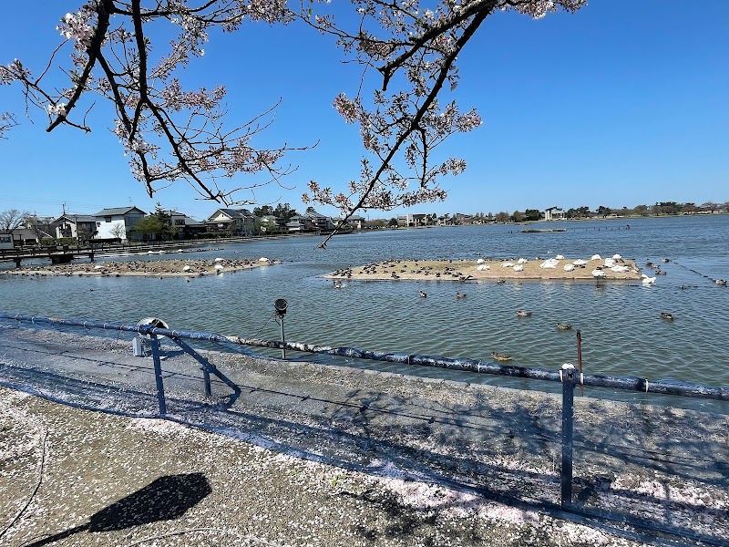 瓢湖水きん公園