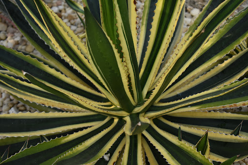 Tourist Attraction «Anna Scripps Whitcomb Conservatory», reviews and photos, 900 Inselruhe Ave, Detroit, MI 48207, USA