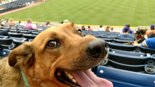 Stadium «Durham Bulls Athletic Park», reviews and photos, 409 Blackwell St, Durham, NC 27701, USA