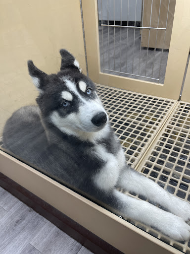 Pet Supply Store «Petland Tyler», reviews and photos, 4512 S Broadway Ave, Tyler, TX 75703, USA