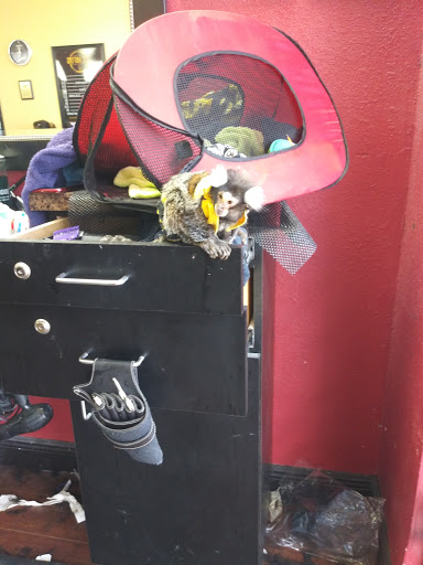 Barber Shop «Fade Masters Barbershop 2», reviews and photos, 11612 N Nebraska Ave, Tampa, FL 33612, USA