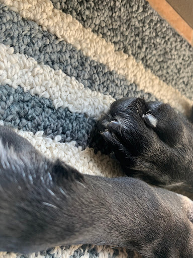 Pet Supply Store «PetSmart», reviews and photos, 2153 75th St, Darien, IL 60561, USA