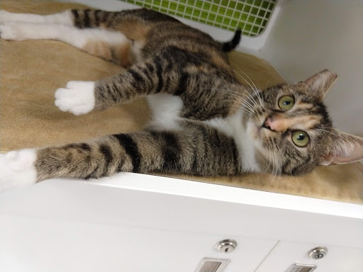 Pet Supply Store «Petco Animal Supplies», reviews and photos, 27111 167th Pl SE #113, Covington, WA 98042, USA