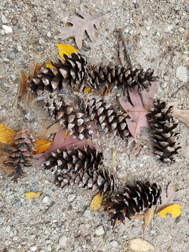 Nature Preserve «Swallow Cliff Woods South», reviews and photos, Illinois Rt 83 & US Rt 45, Palos Park, IL 60464, USA