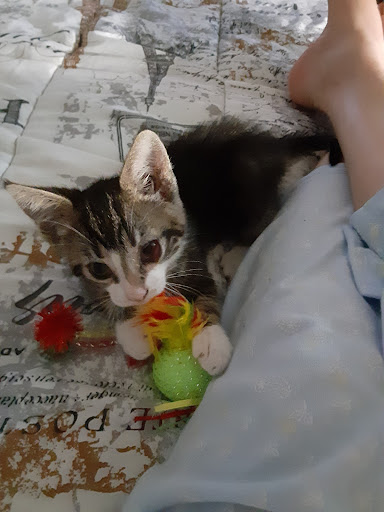 Pet Supply Store «PetSmart», reviews and photos, 2550 Cherry Ave, Signal Hill, CA 90755, USA