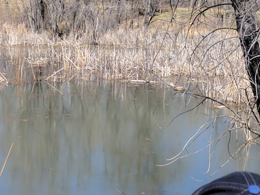 Nature Preserve «Morrison Nature Center», reviews and photos, 16002 E Smith Rd, Aurora, CO 80011, USA