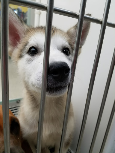 Pet Store «Petland», reviews and photos, 5470 Dixie Hwy, Fairfield, OH 45014, USA