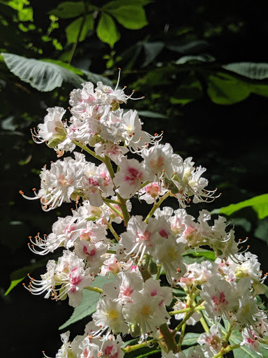 Park «Macleay Park», reviews and photos, NW 29th Ave & Upshur St, Portland, OR 97210, USA