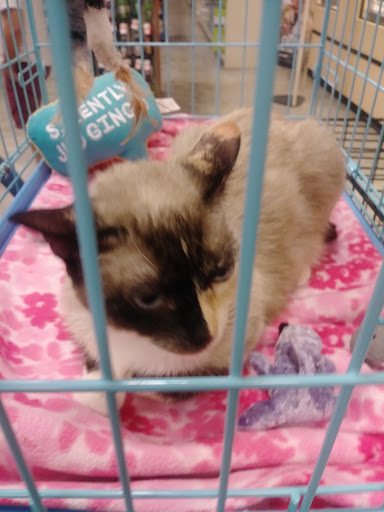 Pet Supply Store «PetSmart», reviews and photos, 4510 S US Hwy 17 92, Casselberry, FL 32707, USA