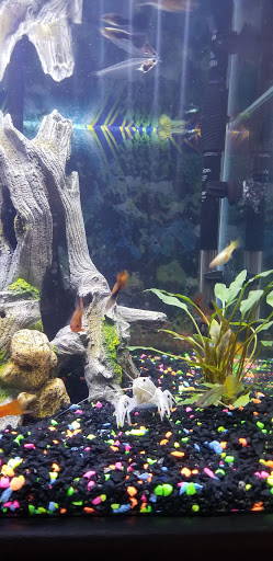 Pet Supply Store «Petco Animal Supplies», reviews and photos, 444 N Santa Cruz Ave, Los Gatos, CA 95030, USA