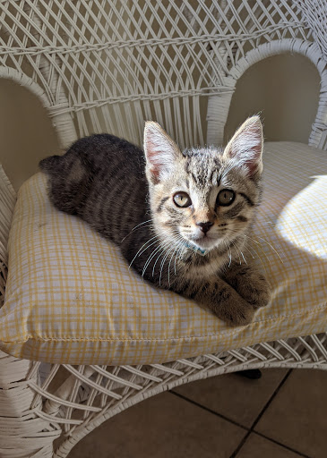 Thrift Store «Companion Animal Foundation», reviews and photos, 88 Sunnybrae Center, Arcata, CA 95521, USA