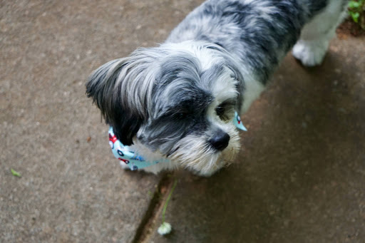 Pet Groomer «Splash and Dash Groomerie & Boutique», reviews and photos, 224 Peachtree East Shopping Center, Peachtree City, GA 30269, USA