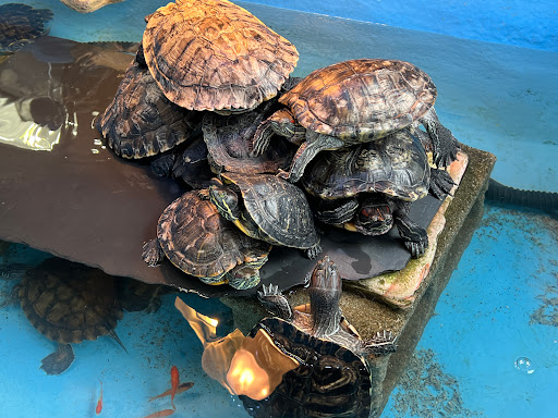 Pet Store «Critter Pet Shop», reviews and photos, 19309 Ecorse Rd, Allen Park, MI 48101, USA