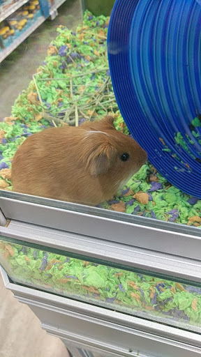 Pet Store «PetSmart», reviews and photos, 17150 Ventura Blvd, Encino, CA 91316, USA