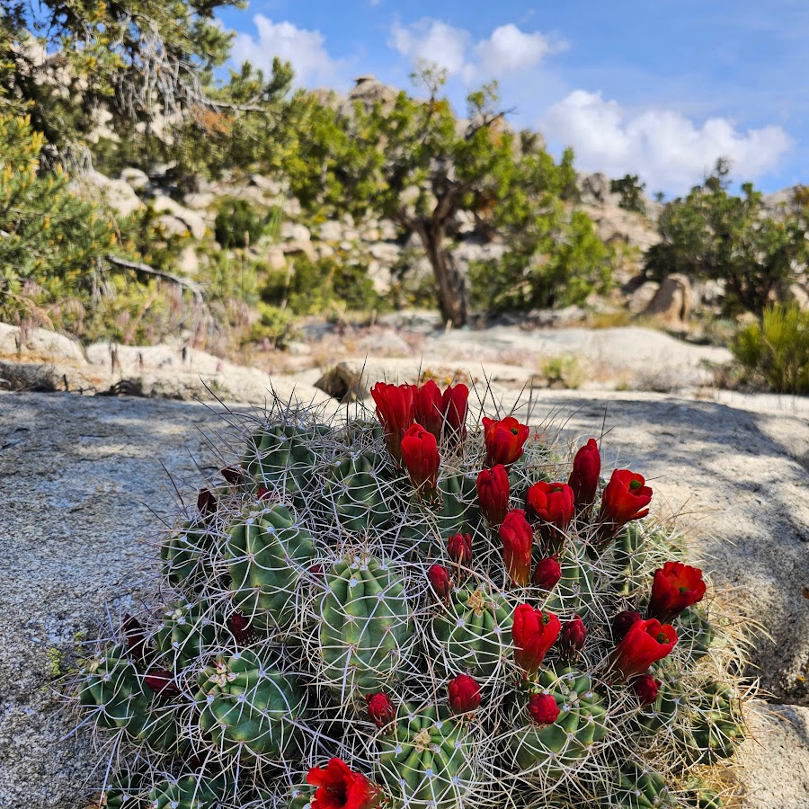 Cactus Flat trailhead