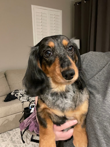 Pet Supply Store «Petco Animal Supplies», reviews and photos, 1985 N Pebble Creek Pkwy, Goodyear, AZ 85395, USA