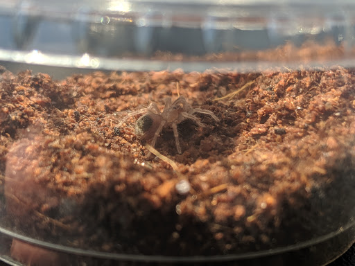 Reptile Store «Jurassic Pet Supplies», reviews and photos, 695 W Holt Ave #104, Pomona, CA 91768, USA