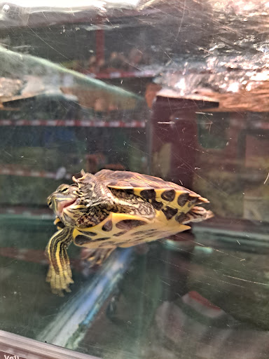 Pet Supply Store «Petco Animal Supplies», reviews and photos, 13127 N Dale Mabry Hwy, Tampa, FL 33618, USA