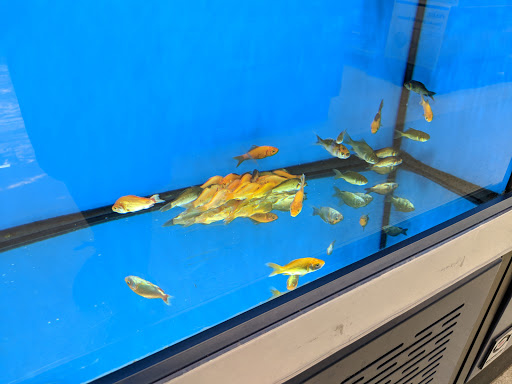 Pet Supply Store «Petco Animal Supplies», reviews and photos, 10464 Baltimore Ave, Beltsville, MD 20705, USA