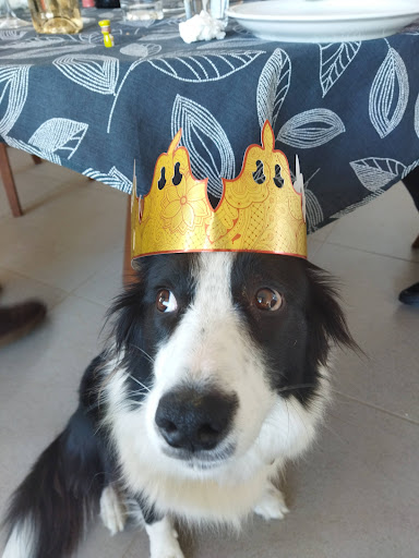 Clínica Veterinaria Diagonal (Veteralia) en Castelldefels