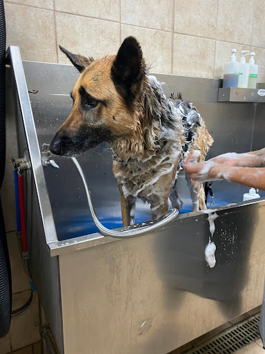 Pet Supply Store «Pet Supplies Plus», reviews and photos, 1704 Greenville Ave, Dallas, TX 75206, USA