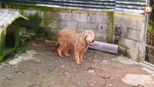 ASAAST - Associação dos Amigos dos Animais de Santo Tirso