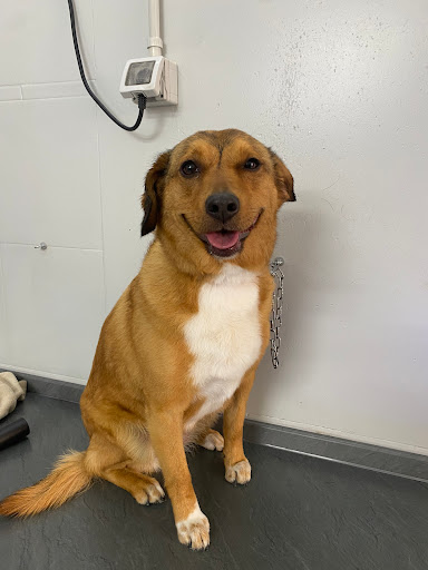 Pensioni per cani e dog hotel a La BAUtique toeletta