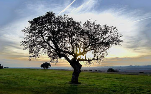 CAMPO GALISTEO GOLF en Galisteo, Cáceres‎