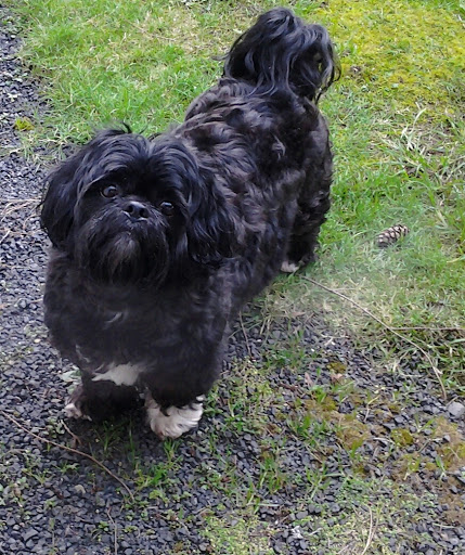 Pet Store «All About Pets LLC», reviews and photos, 52567 Columbia River Hwy, Scappoose, OR 97056, USA