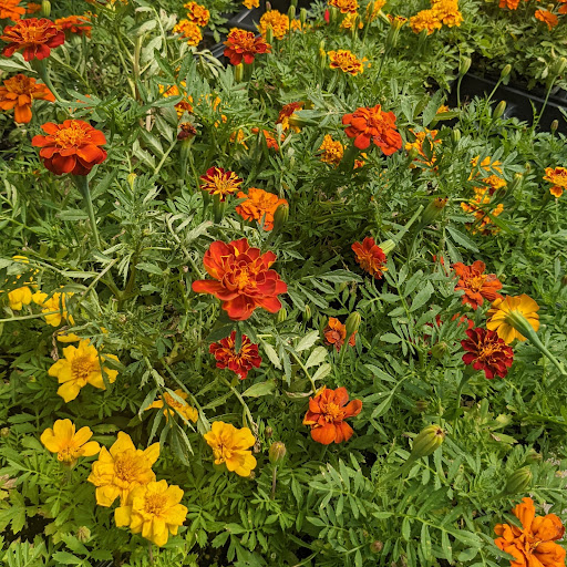 Wholesale Plant Nursery «Garden Fantasy», reviews and photos, 43250 Tyler Rd, Belleville, MI 48111, USA