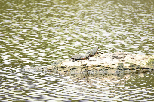 Nature Preserve «Norman Bird Sanctuary», reviews and photos, 583 3rd Beach Rd, Middletown, RI 02842, USA