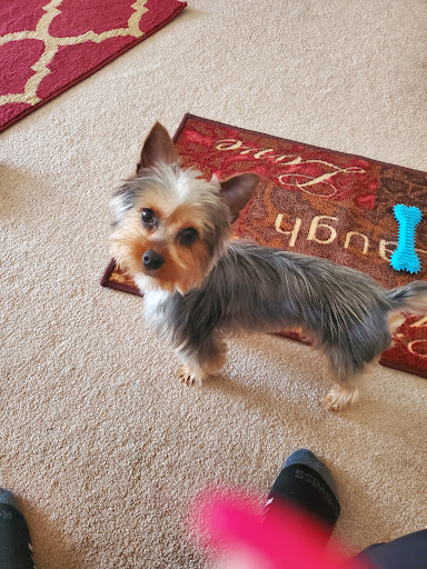 Pet Store «Boiling Springs Pet World», reviews and photos, 2651 Boiling Springs Rd, Spartanburg, SC 29316, USA