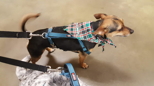 Pet Supply Store «PetSmart», reviews and photos, 322 Robert Smalls Pkwy, Beaufort, SC 29906, USA