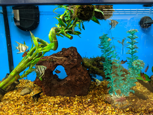 Pet Supply Store «Petco Animal Supplies», reviews and photos, 175 Grandview Blvd #600, Madison, MS 39110, USA