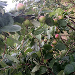 Photo n°4 de l'avis de Marlene.o fait le 11/06/2019 à 06:00 sur le  QUINTA DA UBA à Valverde