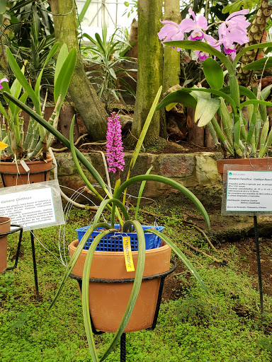 Cultivo de orquídeas Morelia
