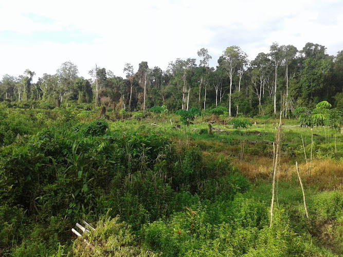 Lahan Kebun