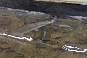 Garrison Dam National Fish Hatchery image