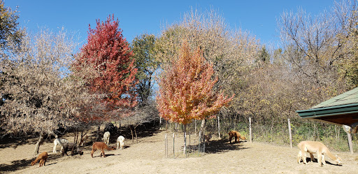 Boutique «Alpacas of the Heartland LLC», reviews and photos, 7016 County Rd 39, Fort Calhoun, NE 68023, USA