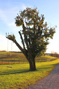 Rose Photography - Photo 9 - Car repair in Frederick, MD, Frederick