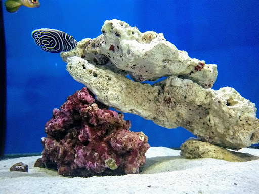 Tropical Fish Store «Elegant Reef - Tropical Fish Studio», reviews and photos, 301 W Nakoma Dr, San Antonio, TX 78216, USA