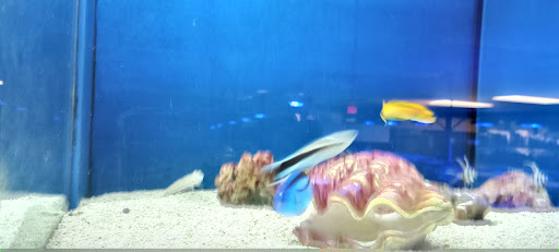 Tropical Fish Store «Saltwater Paradise», reviews and photos, 1313 W Airport Fwy, Irving, TX 75062, USA