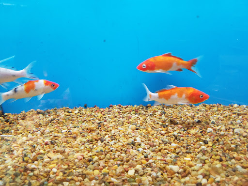 Pet Supply Store «PetSmart», reviews and photos, 3132 Vestal Pkwy E, Vestal, NY 13850, USA